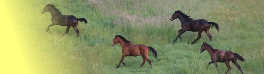 Liegl Trakehner